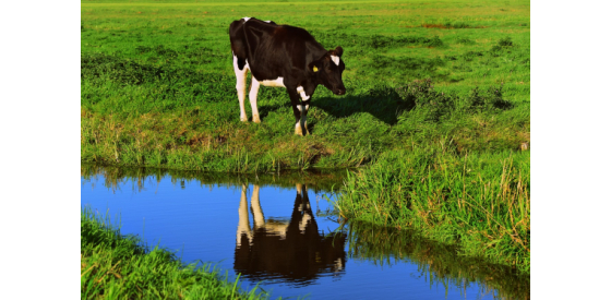 Cow standing on green field at the side of a small river