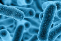 Information About Legionella And How You Can Prevent It Information About Legionella And How You Can Prevent It