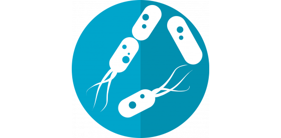 Giardia lamblia Giardia lamblia