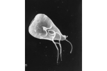 Giardia lamblia Giardia lamblia