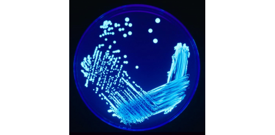 colony of legionella