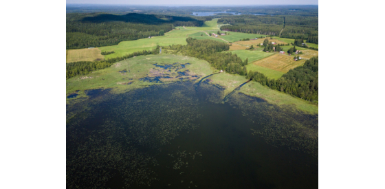 aerial view of organic matter in a lake that is green with vegetation