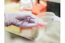 Coliform Bacteria in Drinking Water — Water Library | Acorn Water Coliform Bacteria in Drinking Water — Water Library | Acorn Water