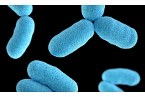 Escherichia coli (E. coli) — Water Library | Acorn Water