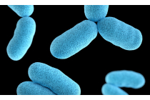 Enterococci in Drinking Water — Water Library | Acorn Water Enterococci in Drinking Water — Water Library | Acorn Water