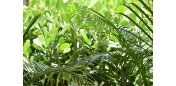 thick green vegetation