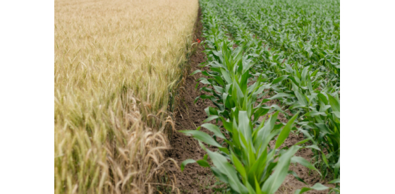 field of crops; vibrant green plants on one side and dull green plants on the other