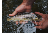 Dissolved Oxygen in Wastewater — Water Library | Acorn Water Dissolved Oxygen in Wastewater — Water Library | Acorn Water