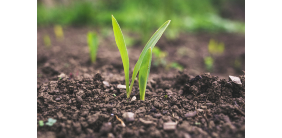 Small green plant in fertilizer and soil