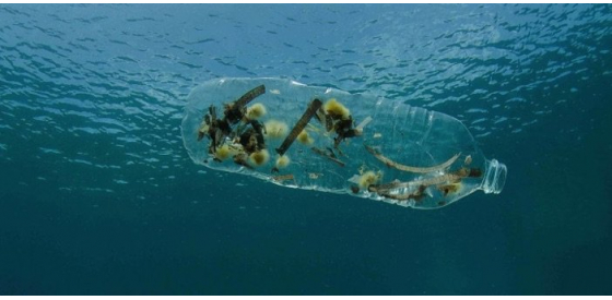 Plastic eating bacteria discovered Plastic eating bacteria discovered