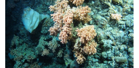 Coral Reefs off Cork and Kerry Coast are under thread - H2OLabcheck News