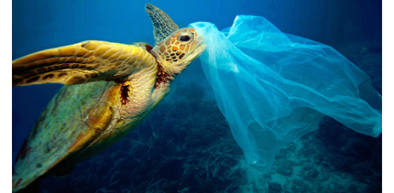 Plastic Pollution effect on deed sea fish